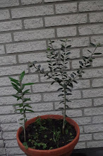 Olive - vom Kern zur Pflanze