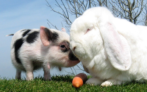 My FATHER & son: A [PIG] and A [RABBIT]