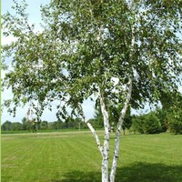 Beith the Birch tree