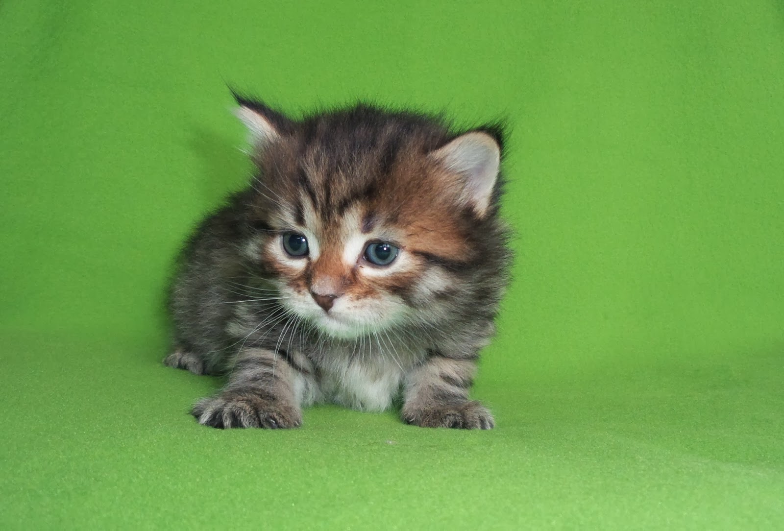 Картинка 8 котята. Котенок 8 месяцев. Сибирский котенок 8 месяцев. Котенок ми ми мишка. Фото сибирских котят черепашек.