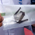 Confirman nuevo hallazgo de murciélado con rabia en Coquimbo