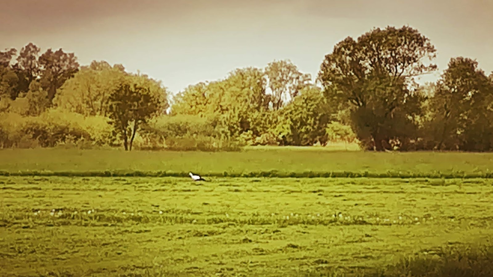 Northern Rockin Scene Juli 2016