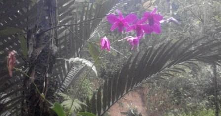  Anggrek  Bulan Atau Puspa  Pesona  Phalaenopsis Amabilis 