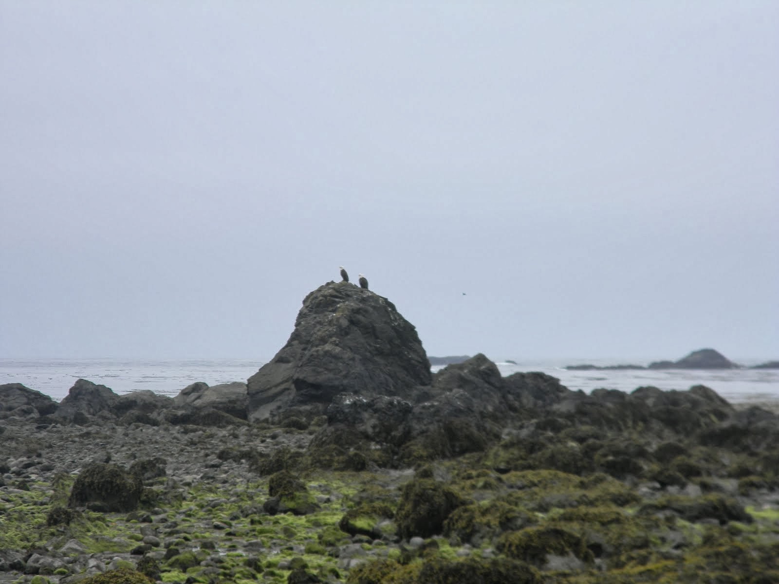 Ozette Beach