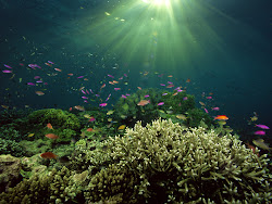 underwater sea hd wallpapers ocean under water undersea npicx coral reef beauty nature fishes zahid ullah amazing wildlife fish animals