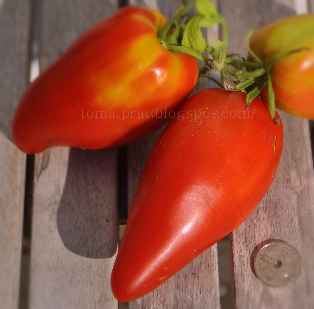 Helenes Tomater Long Tom