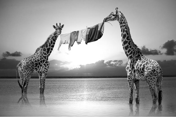 dos jirafas sujetan la cuerda de la ropa tendida