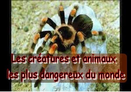 Les 10 animaux les plus dangereux au monde cnewsmatin 