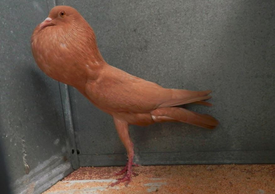 World of Pigeons and Doves Brunner Pouter ( Brünner Kröpfer )