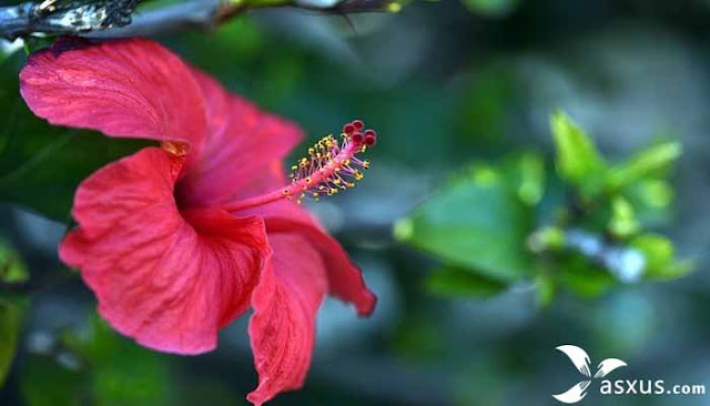 11 Jenis Tanaman Hias Bunga  Lengkap Gambar  dan  
