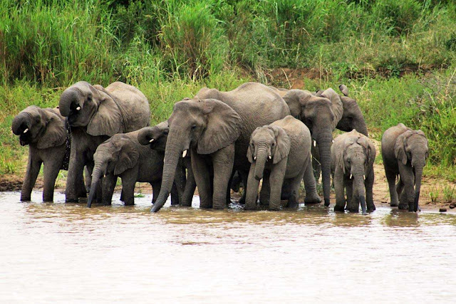 فيل يشرب الماء في جنوب افريقيا