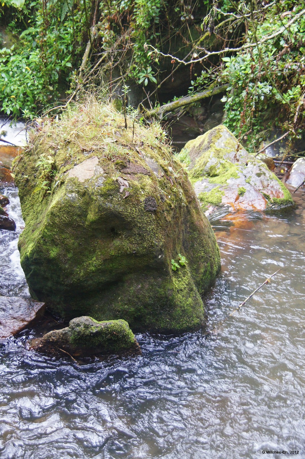 LA ESPECIE URBANA EL RÍO SAN FRANCISCO VICACHÁ