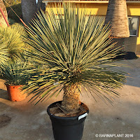 Palmaceas yucca linearis