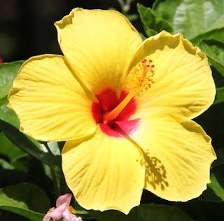Cropped Flower