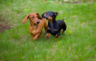 Top 10 Ras Anjing Paling Mudah Beradaptasi - Top Rangking 10