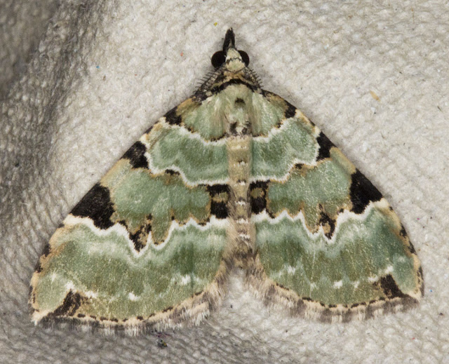 Green Carpet, Colostygia pectinataria.  Geometer.  Moth morning on Sevenoaks Wildlife Reserve, led by Susanna Clerici.  14 August 2011.
