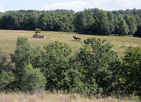 View over the Ashdown to the Airman's Grave.  Ashdown Forest, 6 September 2012.