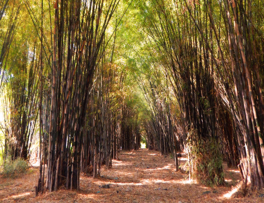 TRAVELING: Hunting Foto Di Hutan Bambu