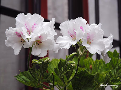 OCIO y CULTURA : El Patio.