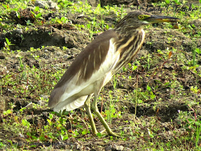 Pond heron - Ardeola grayii