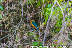 Ranganathittu Birds King Fisher Ranganathittu Birds King Fisher