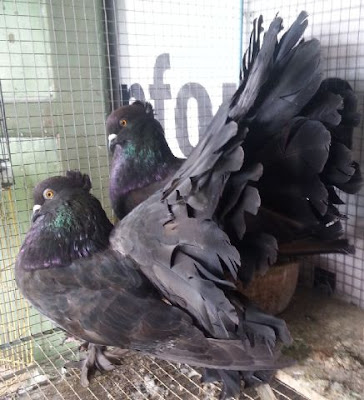 Jenis Jenis Merpati Hias Yang Sudah Ada Di Indonesia Pawiro Bird