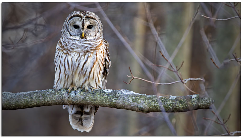 Owls & Others of Essex, MA Owls Feb. 19, 2012