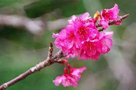 Close-up of sakura at tip of a branch