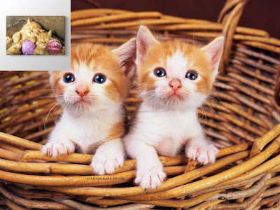 kedi-çiftleşme-zamanı kedi-annelik
