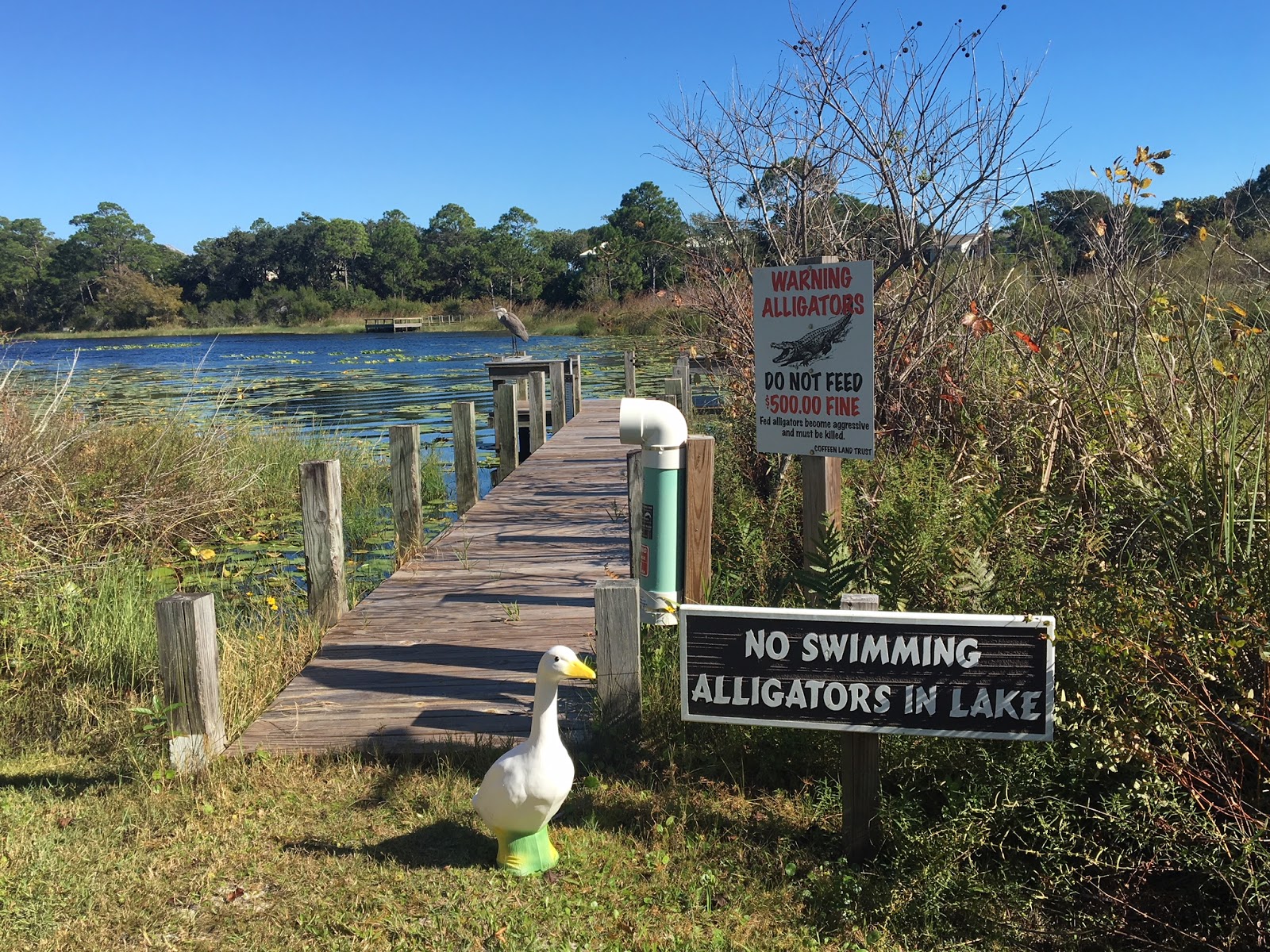 Runaway Goose Goose Returns to Florida! Four Mile Village in Coffeen
