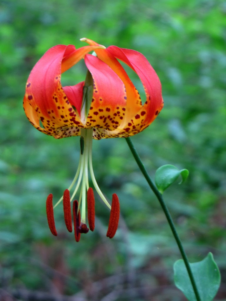 Cow Town.... Carolina Lily Challenge Lily's of the Valley