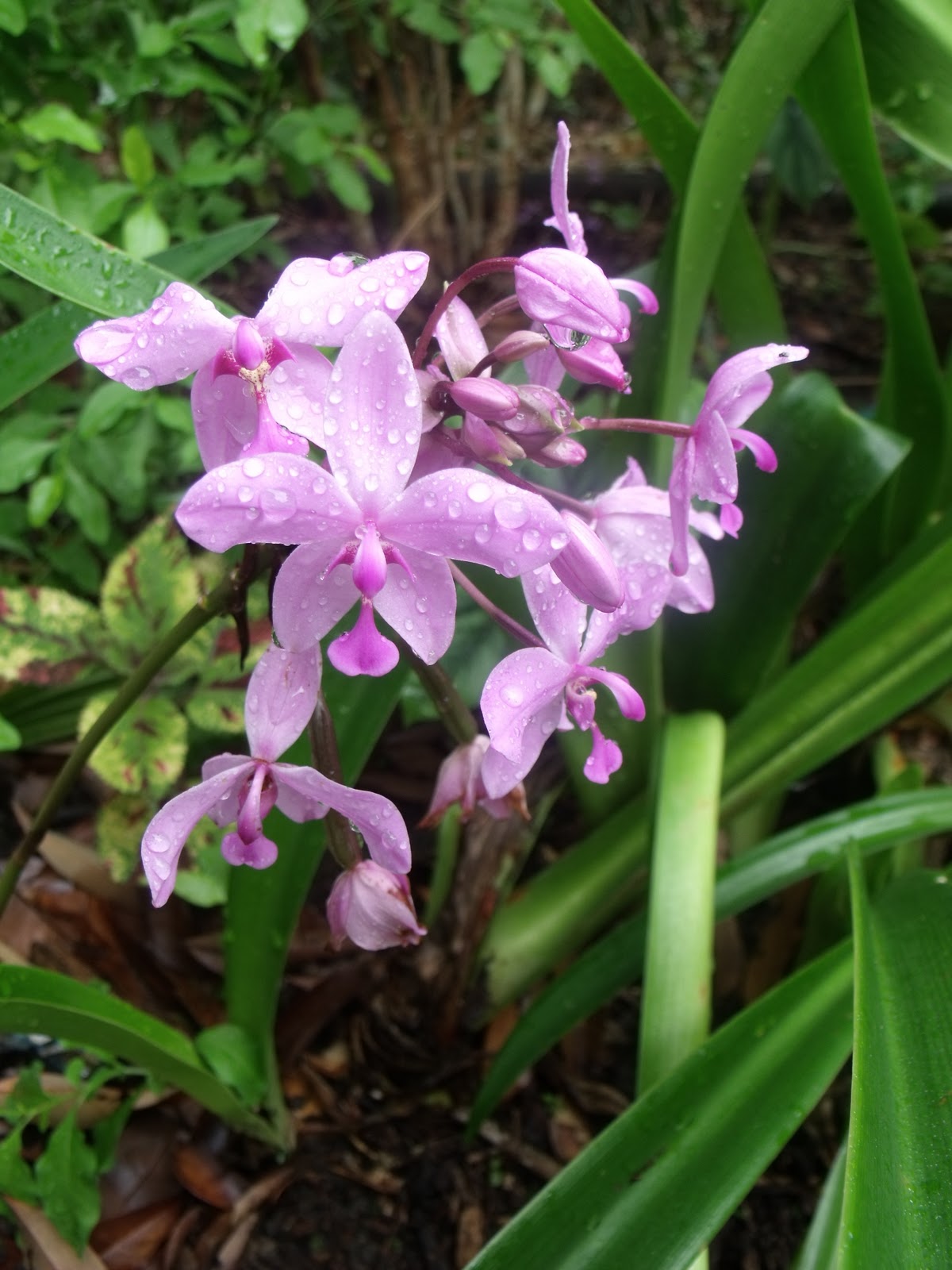 flowers for flower lovers.: Bletilla striata Chinese ground orchids ...
