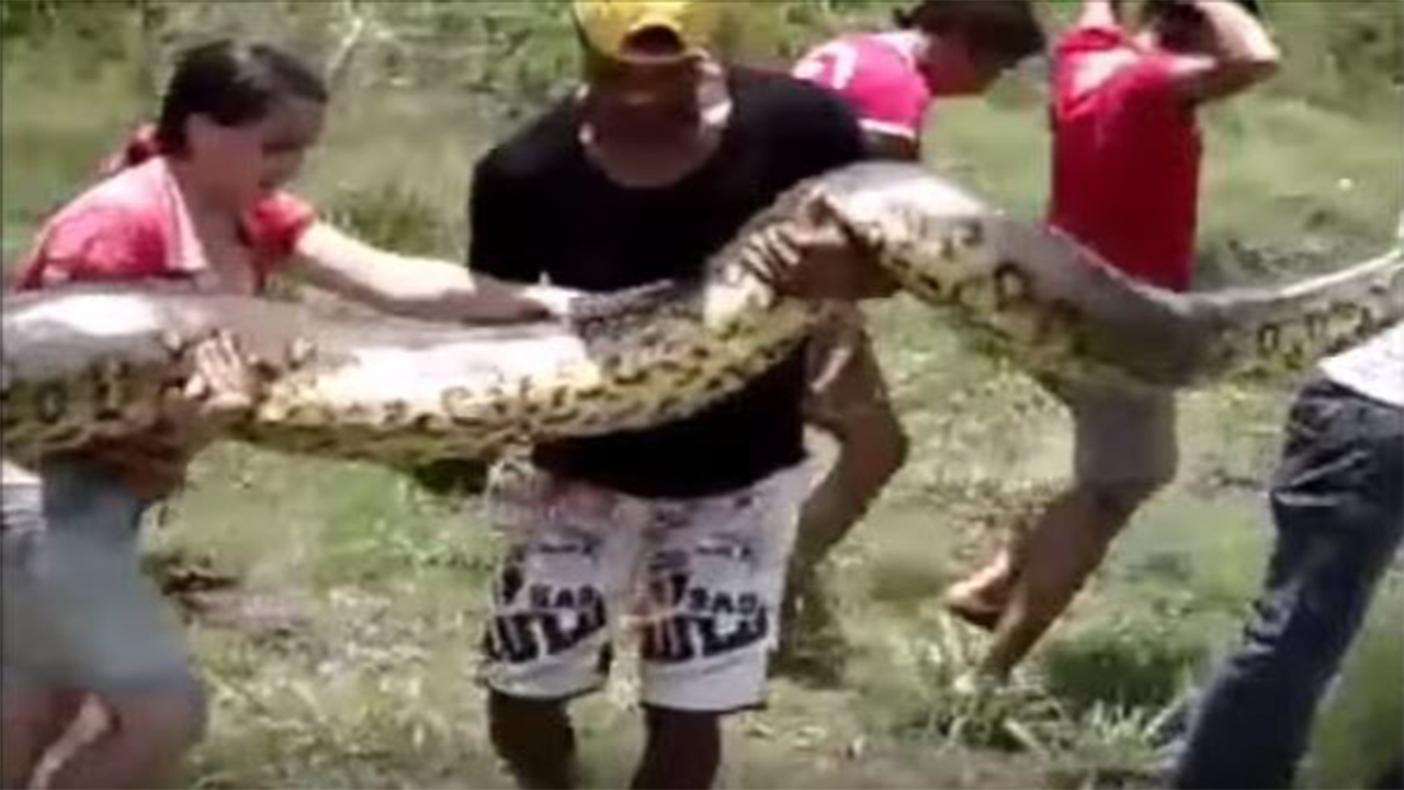 The Biggest python founded in India, python is eating cow. | The ...