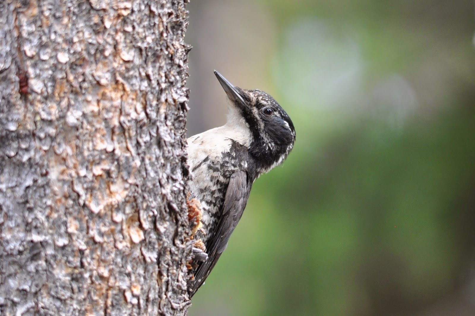 Woodpeckers of the World Woodpecker Taxonomy