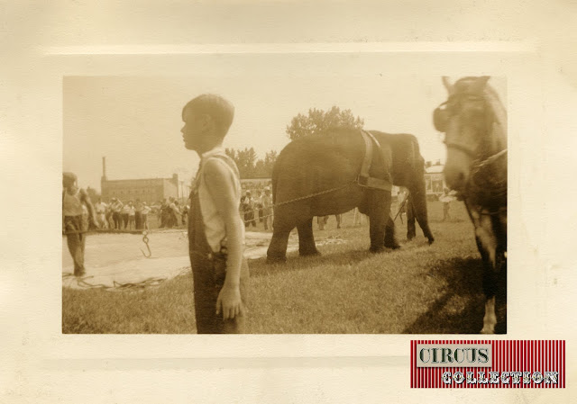 éléphant aidant au montage du chapiteau du Cirque Hagenbeck Wallace