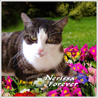 Farewell Nerissa