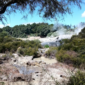 Thermal area in New Zealand bush.