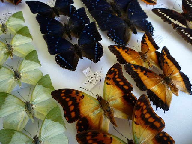 set butterflies via lovebirds vintage