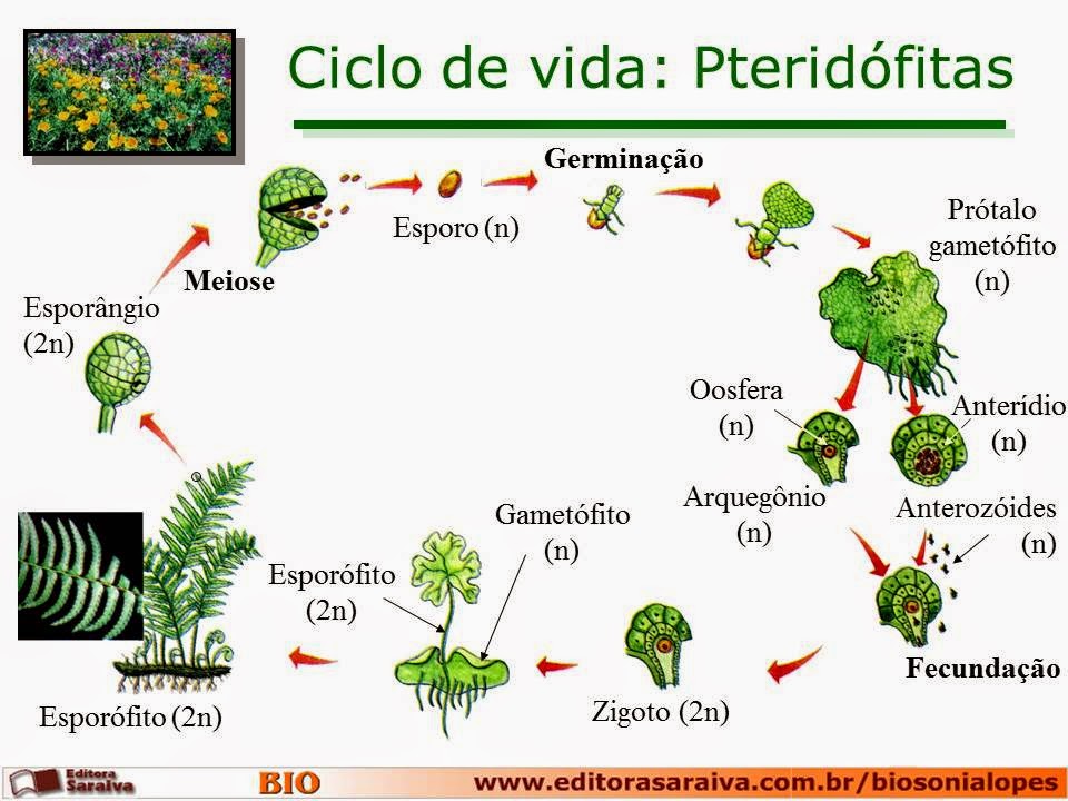 Biologia A Professora Edilene Reino Plantae Ciclos Reprodutivos
