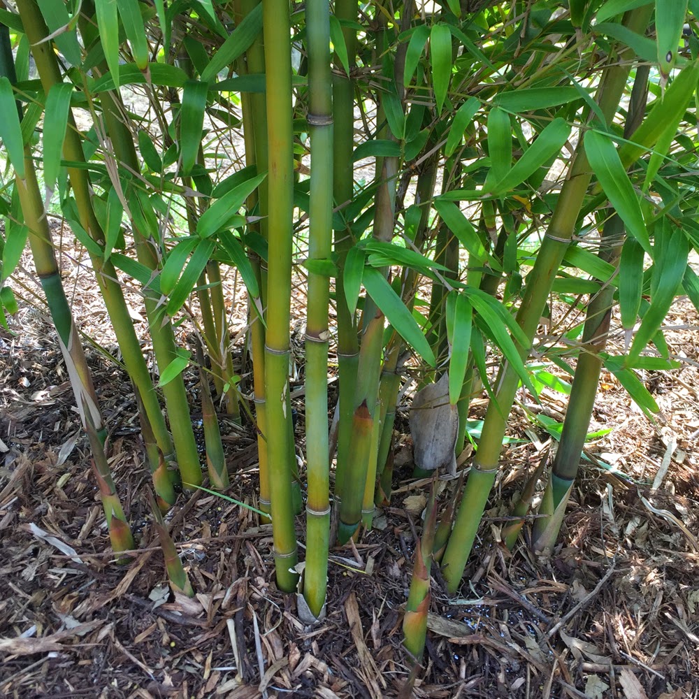 picture of gracilis bamboo clump provided by Bamboo Creations Victoria