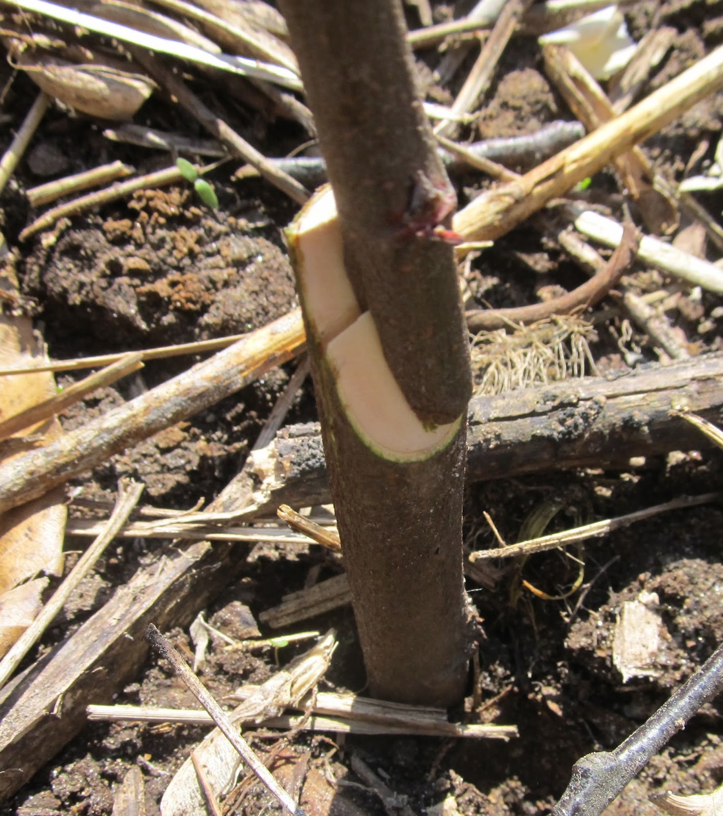 Eaton Rapids Joe Grafting quince today