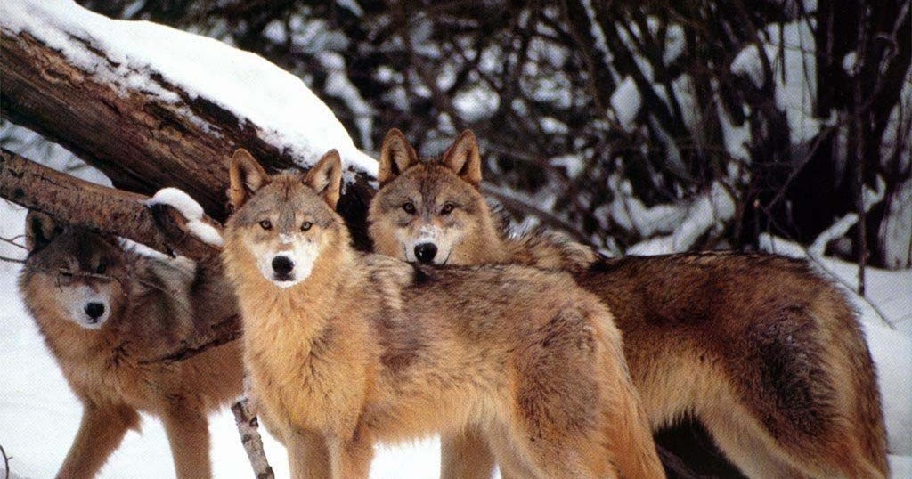 Comment S Appelle La Femelle Du Loup Didier Goux habite ici: L'homme devrait bien devenir un loup pour l'homme