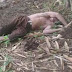 Penemuan Mayat di Kebun, Gegerkan Warga Desa Semerak Margoyoso