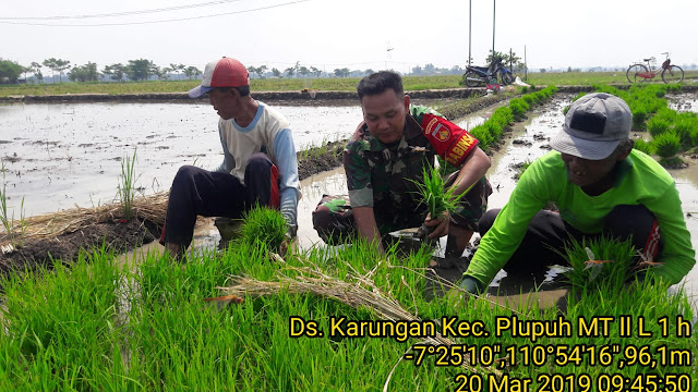 Babinsa Bantu Petani Daud Bibit Padi