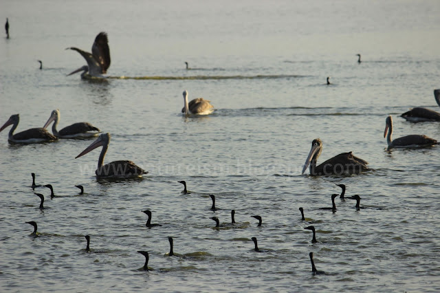 Huge birds flocking around - Ousteri lake part 1