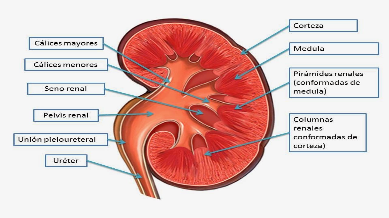 Fisiología básica de alejandra sandoval: Generalidades riñon