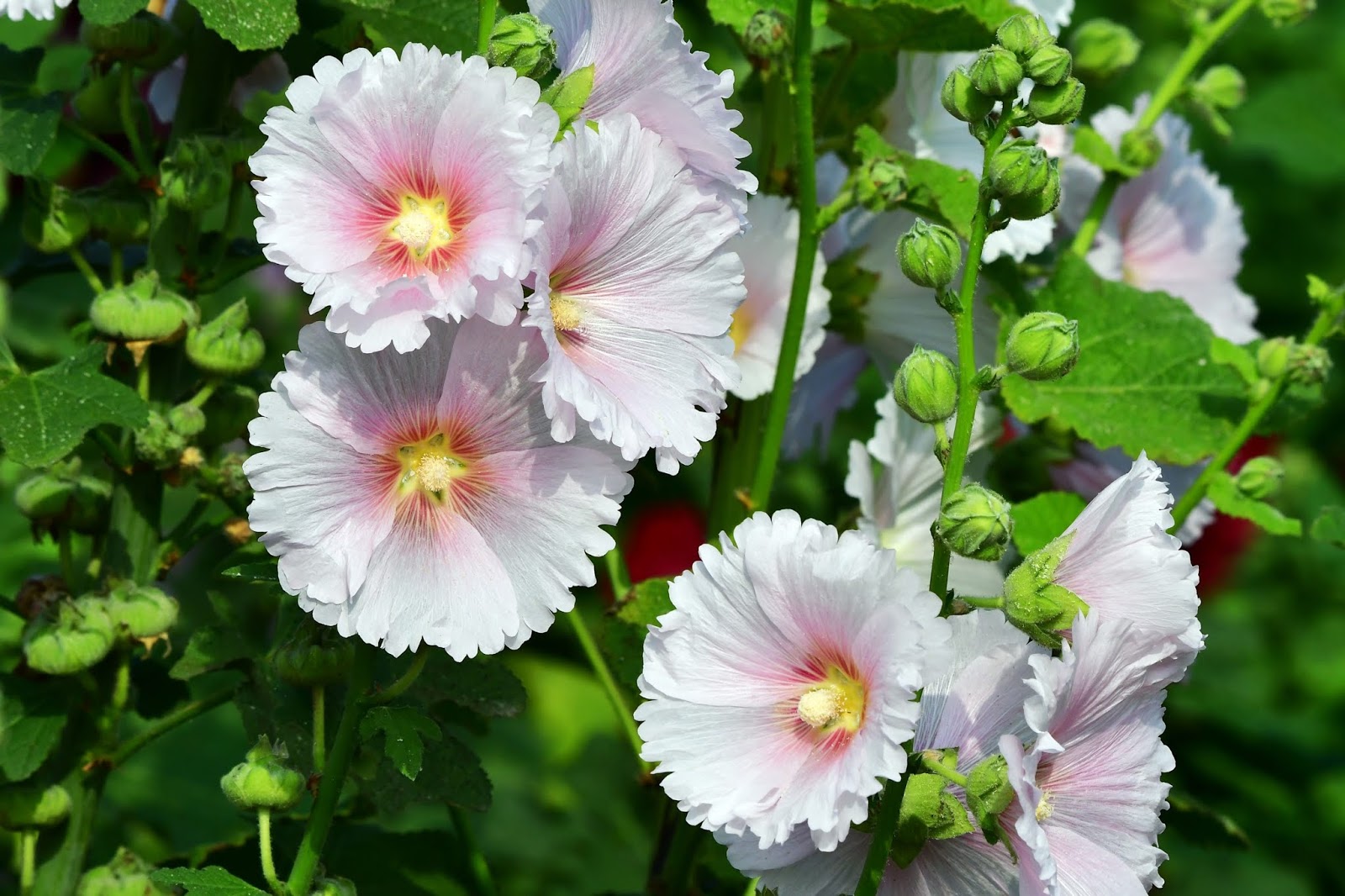 唸戀學甲蜀葵花文化節花季繽紛吸睛粉絲 全國旅遊時報