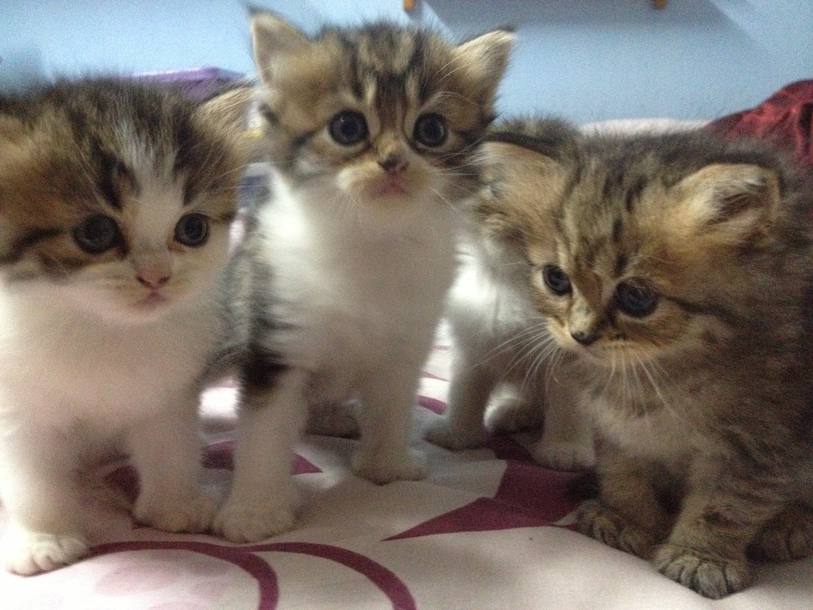 Jadilah Diri Sendiri: Gelagat Anak Kucing Comel