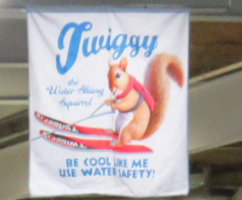 Twiggy the water-skiing squirrel