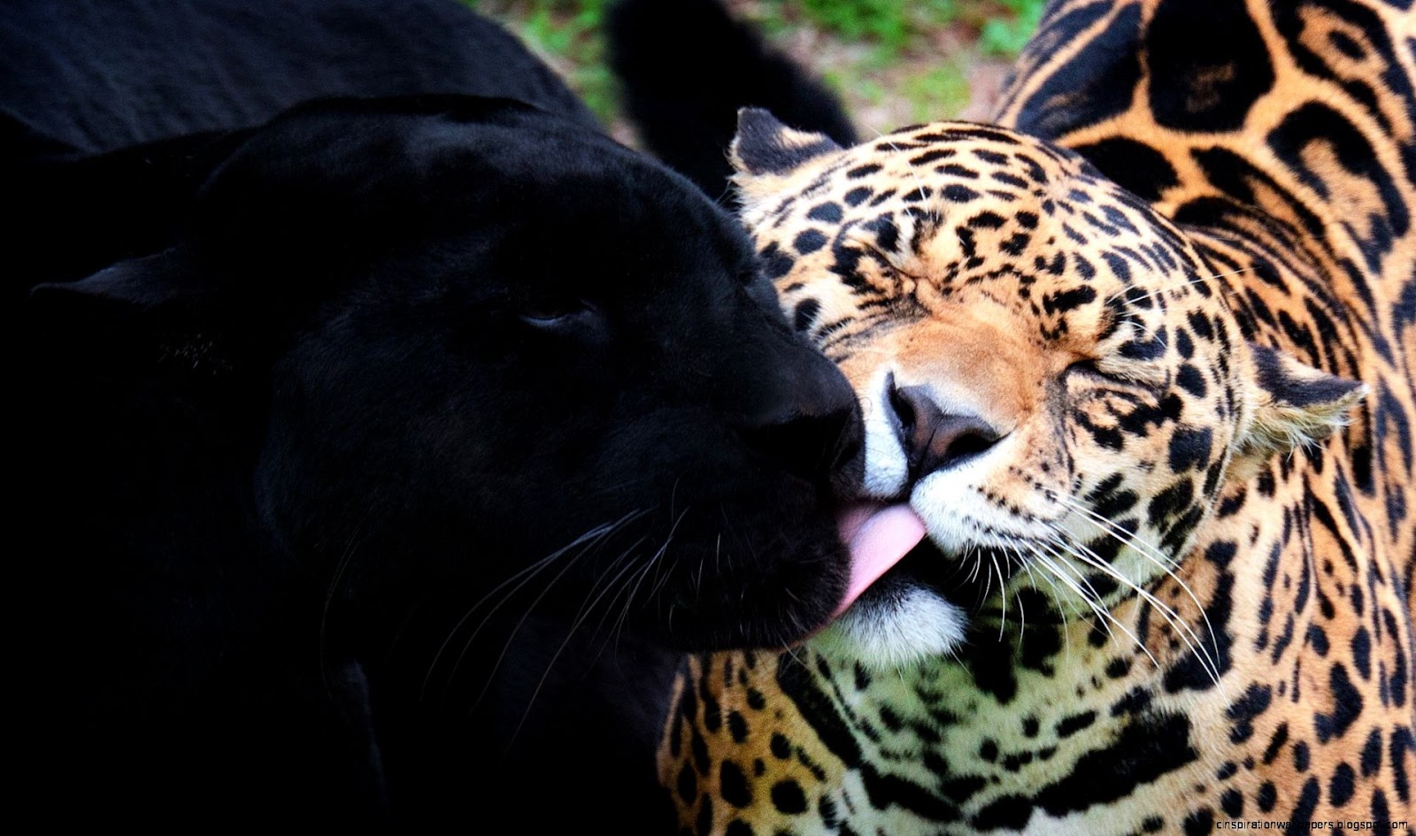 Black Panther Jaguar Animal